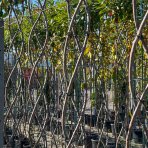 Červienka Fraserova (Photinia × fraseri) ´COMPACTA´ - 200-220 cm, kont. C35L - VIACKMENNÝ, PLETENÝ KMEŇ